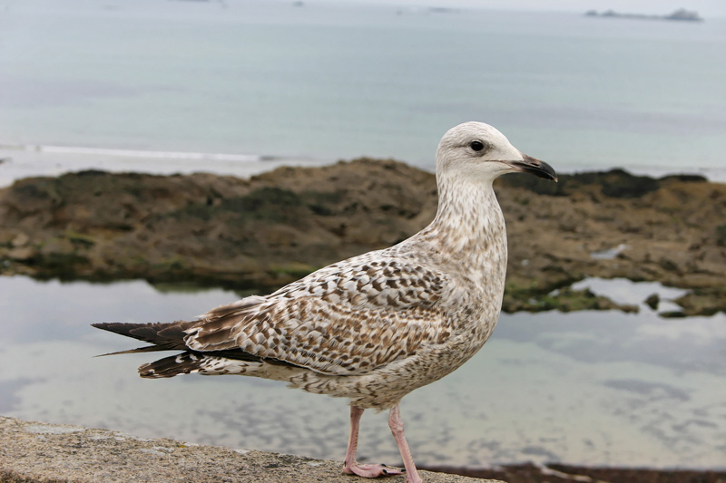 St Malo1 